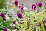 Buffalo Conservatory and Arboretum